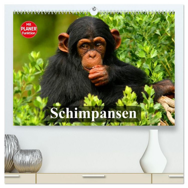Produktbild: Schimpansen (hochwertiger Premium Wandkalender 2026 DIN A2 quer), Kunstdruck in Hochglanz