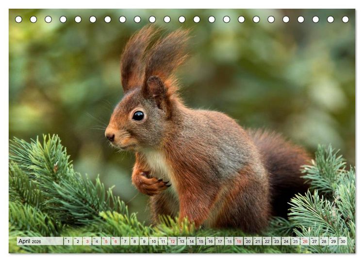 Produktbild: Wildtiere. Heimische Sch&ouml;nheiten (Tischkalender 2026 DIN A5 quer), CALVENDO Monatskalender
