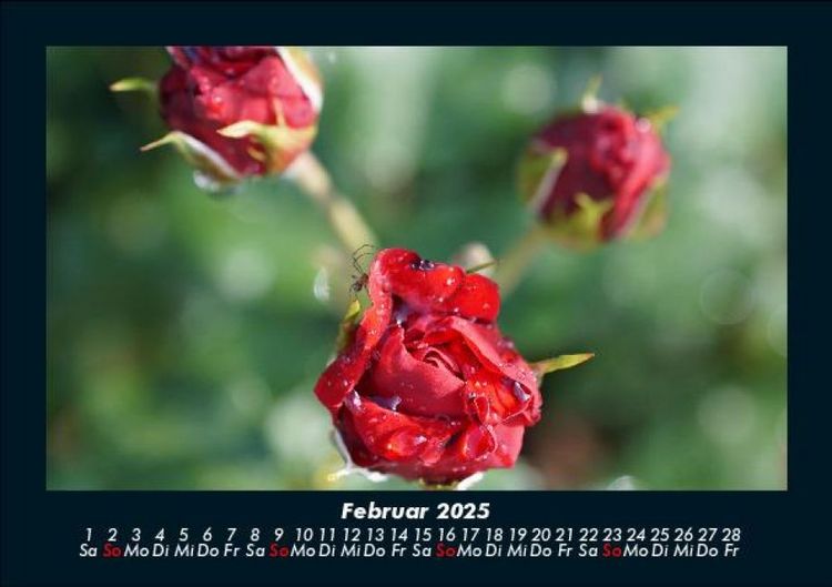 Produktbild: Blumentr&auml;ume 2025 Fotokalender DIN A5