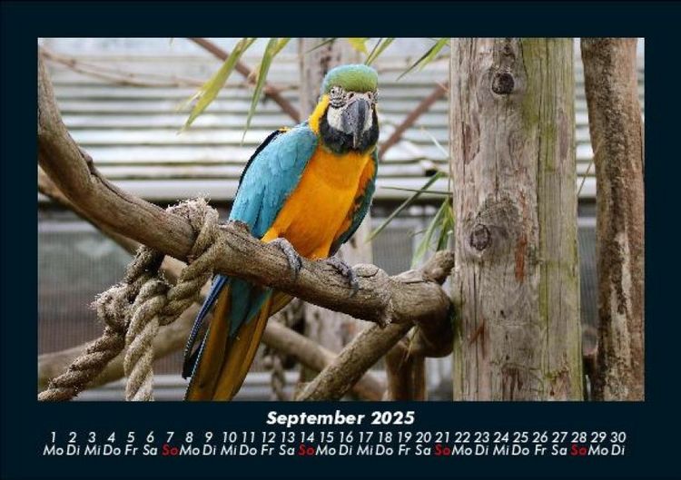 Produktbild: Welt der Tiere 2025 Fotokalender DIN A5