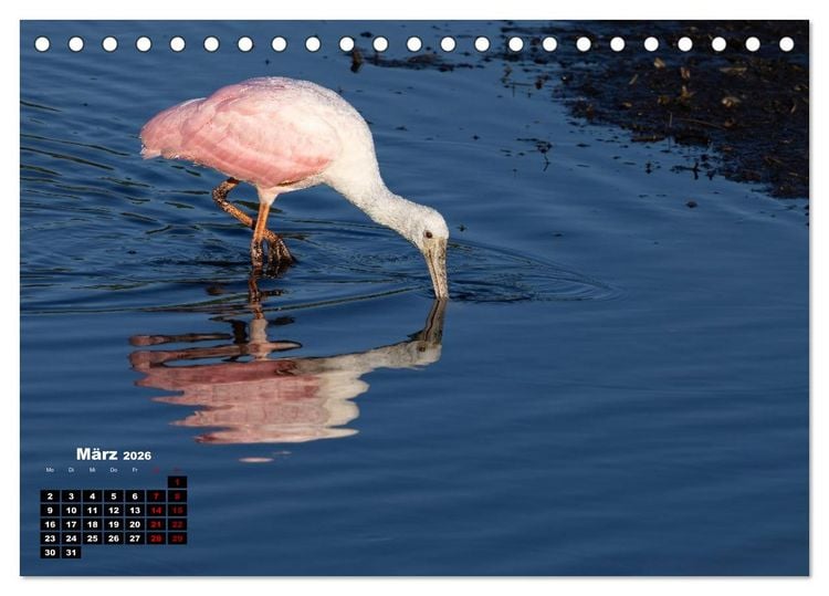 Produktbild: Floridas wunderbare Vogelwelt (Tischkalender 2026 DIN A5 quer), CALVENDO Monatskalender