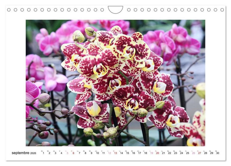 Produktbild: L'orchid&eacute;e Phalaenopsis (Calendrier mural 2026 DIN A4 vertical), CALVENDO calendrier mensuel