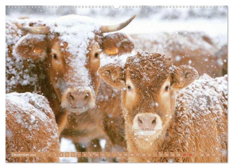 Produktbild: Kuh-Idylle: Suchen Sie die Ruhe in der Natur? (Wandkalender 2026 DIN A2 quer), CALVENDO Monatskalender