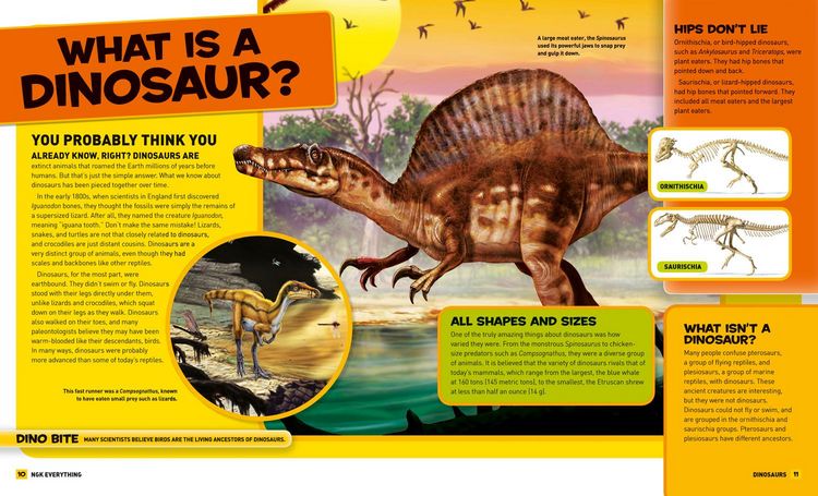 Produktbild: Everything Dinosaurs