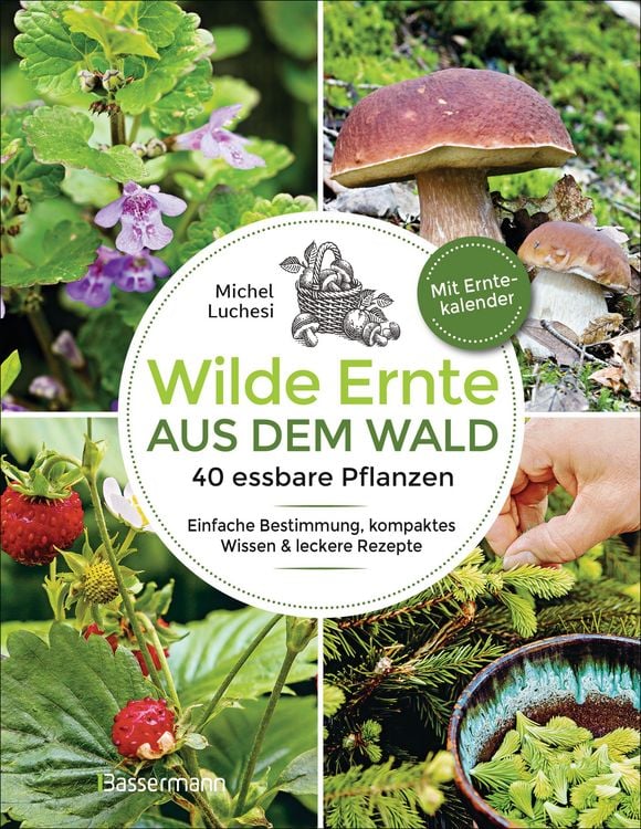 Produktbild: Wilde Ernte aus dem Wald - 40 essbare Pflanzen - einfache Bestimmung, kompaktes Wissen und leckere Rezepte