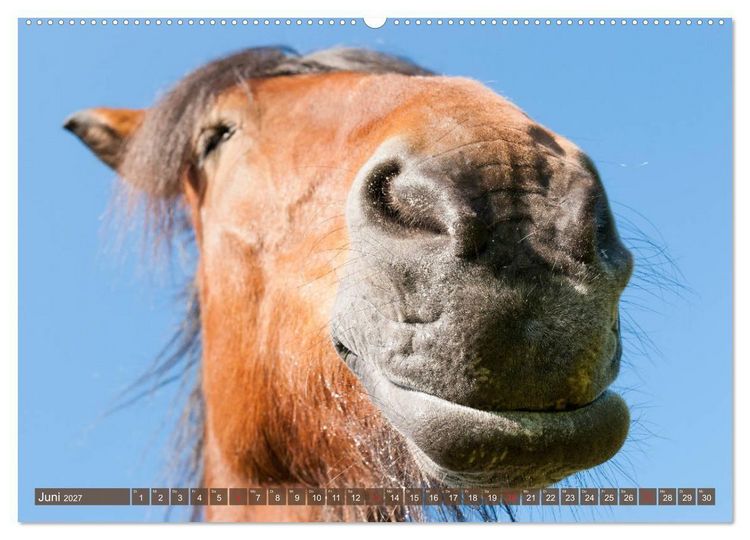 Produktbild: Das Lachen der Pferde - Lustige Gesichter (hochwertiger Premium Wandkalender 2027 DIN A2 quer), Kunstdruck in Hochglanz