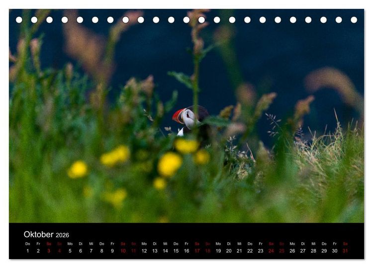 Produktbild: Puffins - V&ouml;gel des Nordens (Tischkalender 2026 DIN A5 quer), CALVENDO Monatskalender