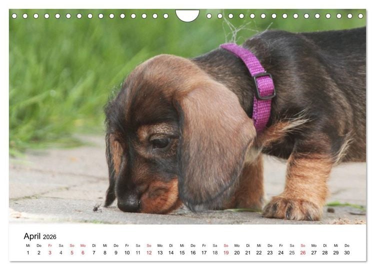 Produktbild: Ein Dackelkind blickt zur&uuml;ck (Wandkalender 2026 DIN A4 quer), CALVENDO Monatskalender