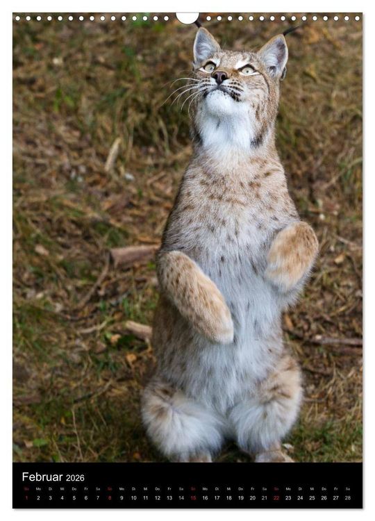 Produktbild: Der Luchs - Europas gr&ouml;&szlig;te Samtpfote (Wandkalender 2026 DIN A3 hoch), CALVENDO Monatskalender