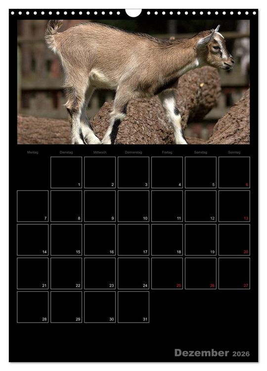 Produktbild: Zwergziegen (Wandkalender 2026 DIN A3 hoch), CALVENDO Monatskalender