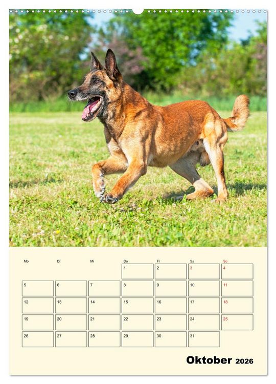 Produktbild: Familienplaner Tausendsassa Malinois (Wandkalender 2026 DIN A2 hoch), CALVENDO Monatskalender