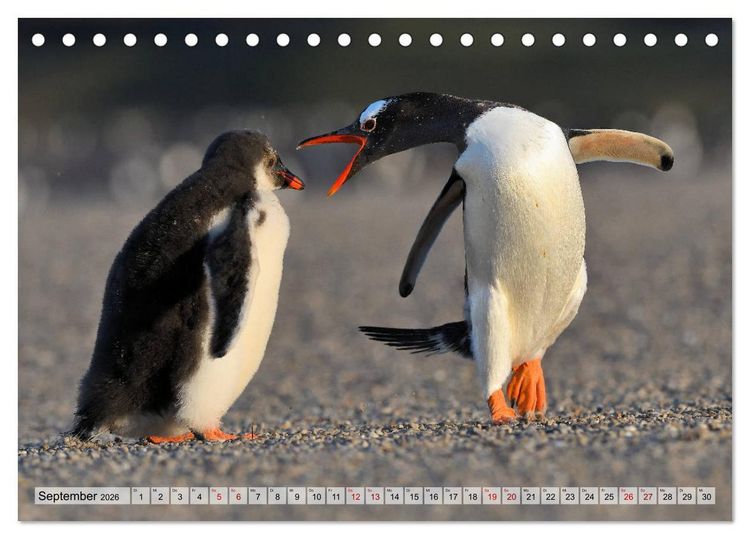 Produktbild: Pinguine der Falkland Inseln (Tischkalender 2026 DIN A5 quer), CALVENDO Monatskalender