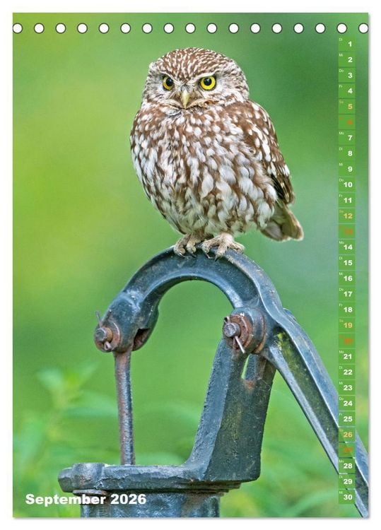 Produktbild: Eulen: In die Augen geschaut (Tischkalender 2026 DIN A5 hoch), CALVENDO Monatskalender