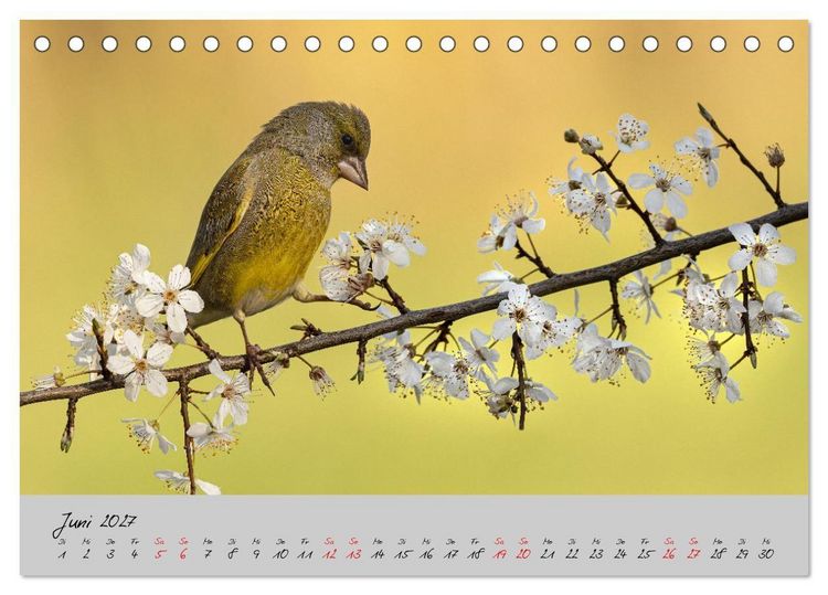 Produktbild: Bunte V&ouml;gel am Futterplatz (Tischkalender 2027 DIN A5 quer), CALVENDO Monatskalender