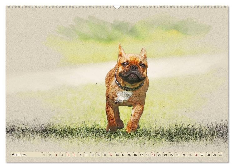 Produktbild: Franz&ouml;sische Bulldoggen 2026 (Wandkalender 2026 DIN A2 quer), CALVENDO Monatskalender