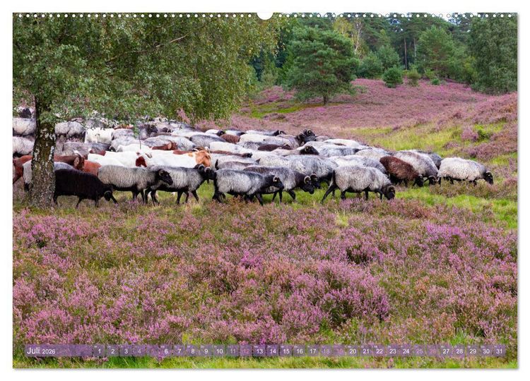 Produktbild: Im Bl&uuml;tenrausch der L&uuml;neburger Heide (Wandkalender 2026 DIN A2 quer), CALVENDO Monatskalender