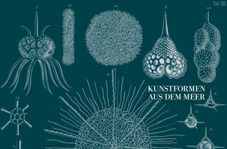 Produktbild: Ernst Haeckel
