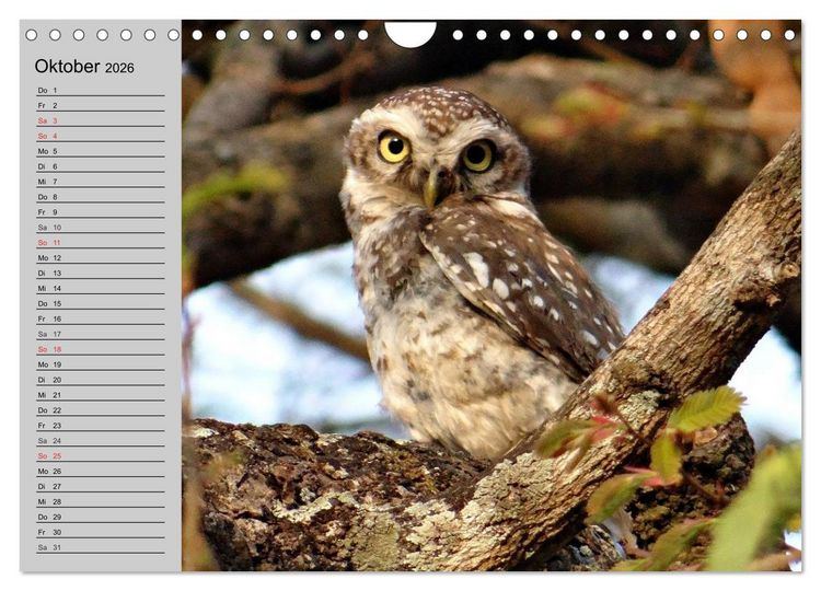 Produktbild: Eulen. W&auml;chter der Nacht (Wandkalender 2026 DIN A4 quer), CALVENDO Monatskalender