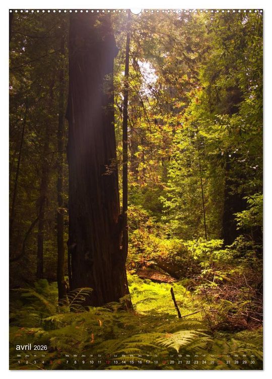 Produktbild: G&eacute;ants verts de la for&ecirc;t (Calendrier mural 2026 DIN A2 horizontal) calendrier de bureau
