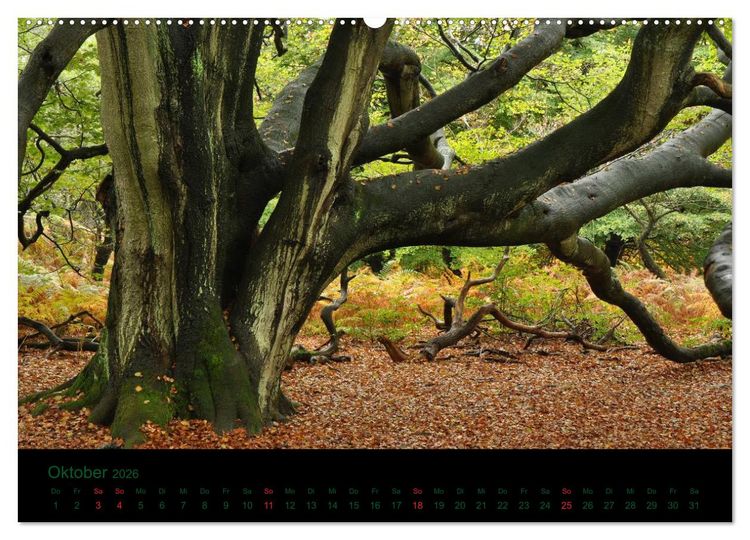 Produktbild: Baumgefl&uuml;ster (Wandkalender 2026 DIN A2 quer), CALVENDO Monatskalender