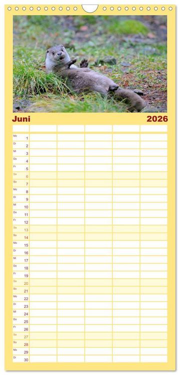 Produktbild: Familienplaner 2026 - Fischotter, flinke J&auml;ger mit 5 Spalten (Wandkalender, 21 x 45 cm) CALVENDO