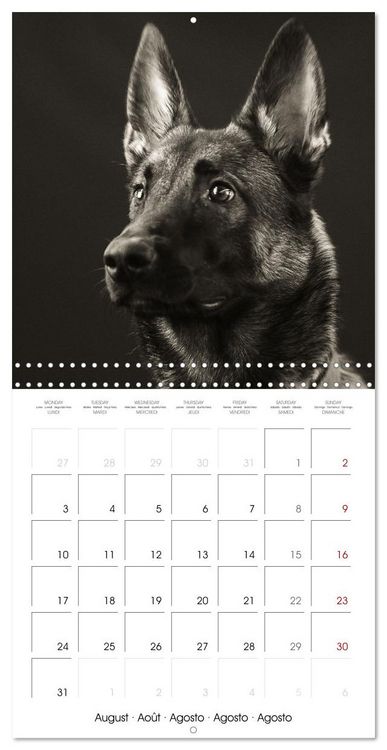 Produktbild: Portraits canins (Calendrier mural carr&eacute; 2026 30x30 cm) Calendrier double avec une page pour vos prises de notes