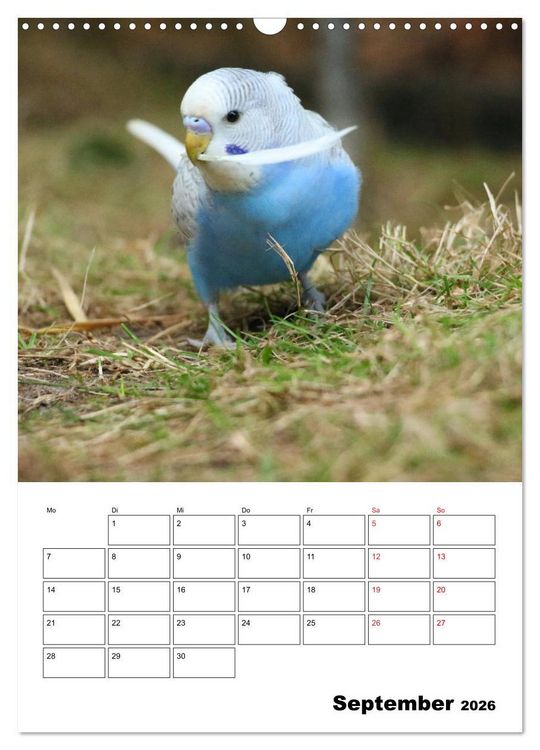 Produktbild: Der Wellensittich - mein bester Freund (Wandkalender 2026 DIN A3 hoch), CALVENDO Monatskalender