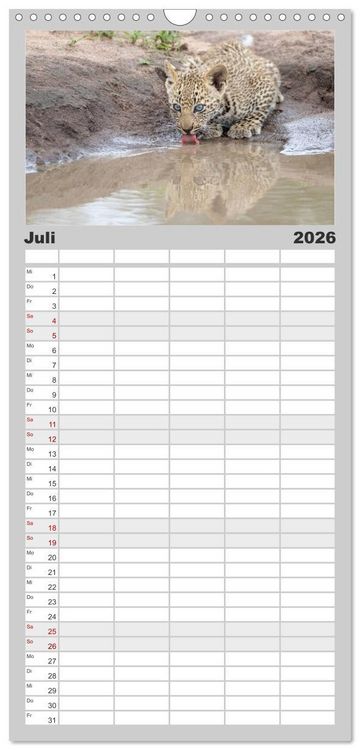 Produktbild: Familienplaner 2026 - Raubkatzenkinder mit 5 Spalten (Wandkalender, 21 x 45 cm) CALVENDO