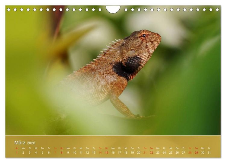 Produktbild: Agamen - Echsen aus der Urzeit (Wandkalender 2026 DIN A4 quer), CALVENDO Monatskalender