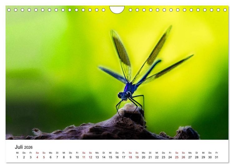 Produktbild: Oberbayerischer Insekten Kalender (Wandkalender 2026 DIN A4 quer), CALVENDO Monatskalender