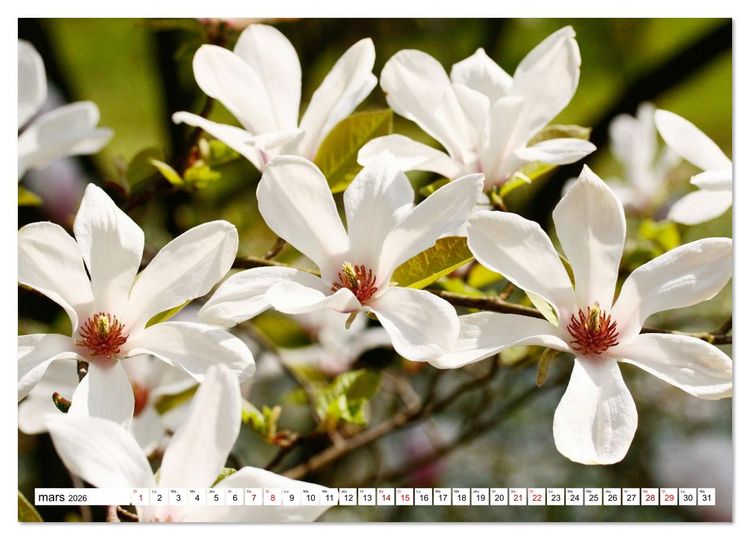 Produktbild: Au royaume des fleurs (Calendrier mural 2026 DIN A2 vertical) calendrier de bureau