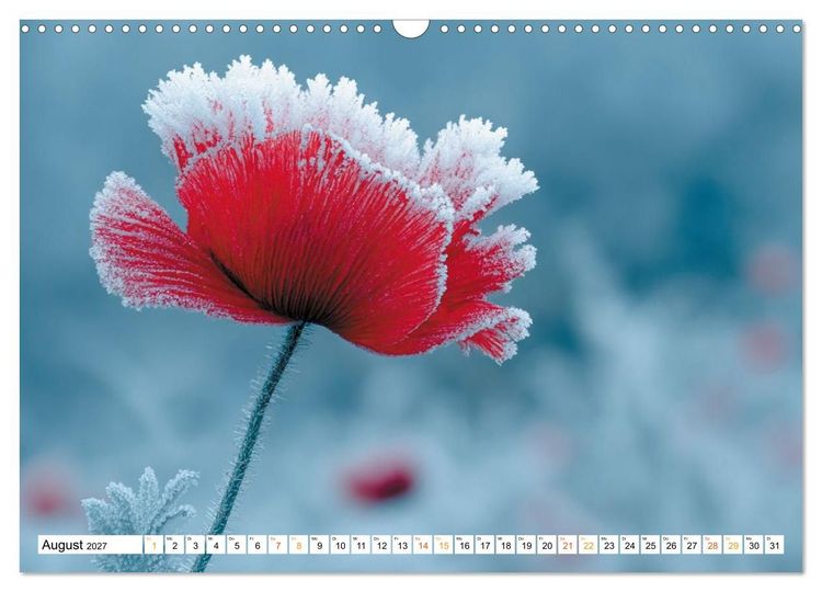 Produktbild: Mohn im Atem des Winters (Wandkalender 2027 DIN A3 quer), CALVENDO Monatskalender