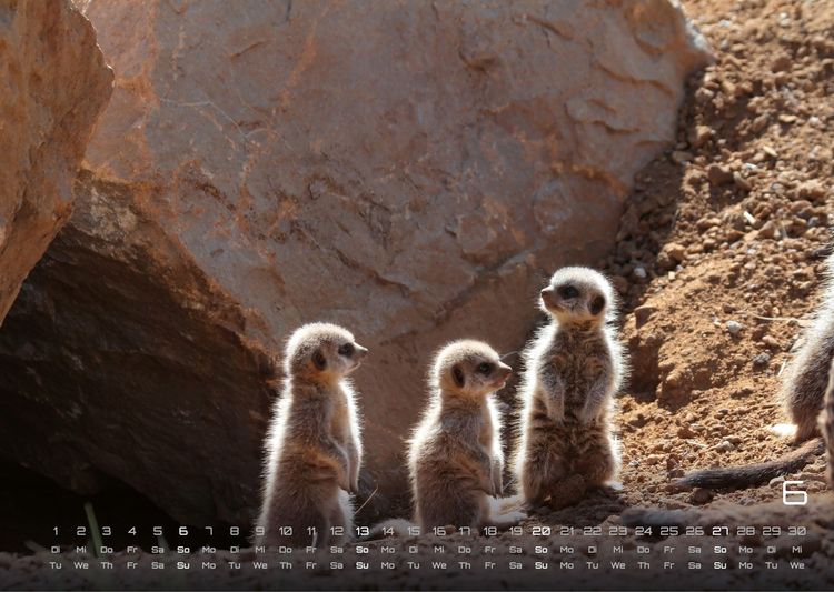 Produktbild: Erdm&auml;nnchen &ndash; Kleine W&auml;chter, gro&szlig;e Abenteuer! - 2027 - Kalender DIN A3