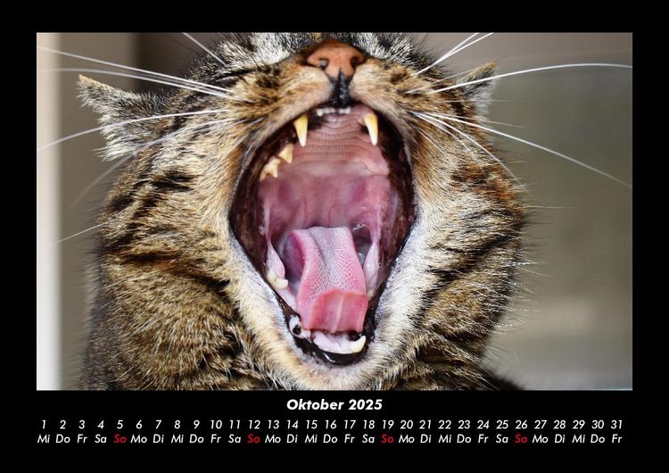 Produktbild: F&uuml;r Katzenfreunde 2025 Fotokalender DIN A3