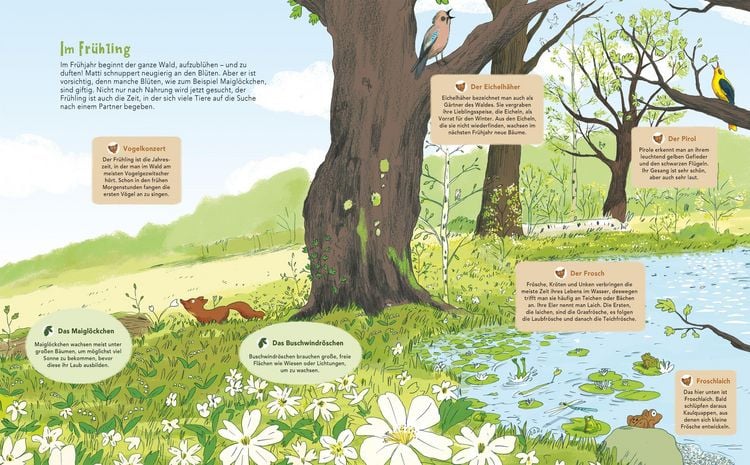 Produktbild: Matti und das Leben im Wald - Ein Marder zeigt dir sein Zuhause