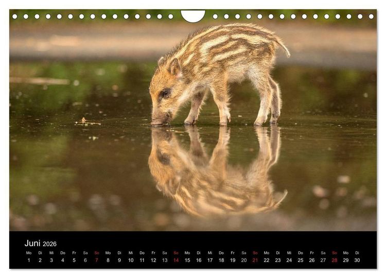 Produktbild: Wilde Heimat (Wandkalender 2026 DIN A4 quer), CALVENDO Monatskalender