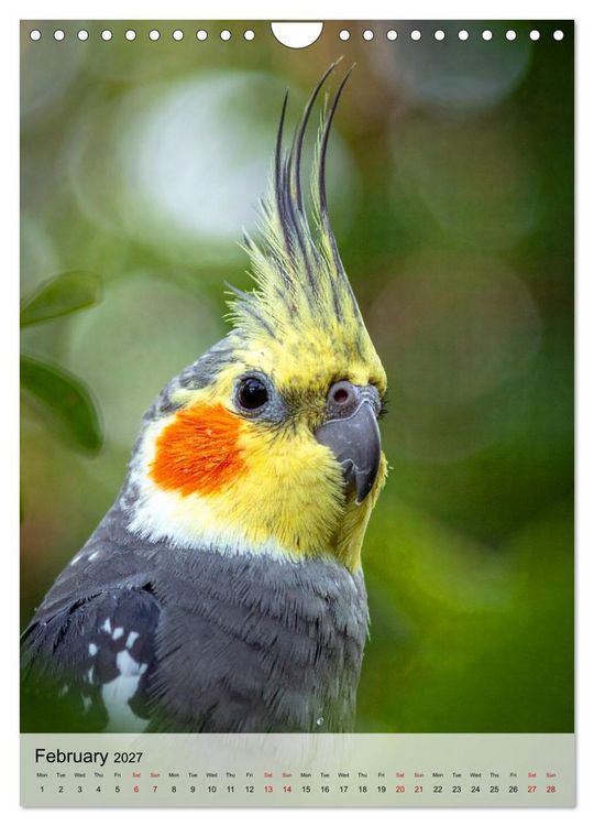 Produktbild: Cockatiel Dreams (Wall Calendar 2027 DIN A4 portrait), CALVENDO 12 Month Wall Calendar