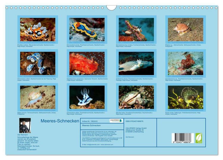 Produktbild: Meeres-Schnecken (Wandkalender 2026 DIN A3 quer), CALVENDO Monatskalender