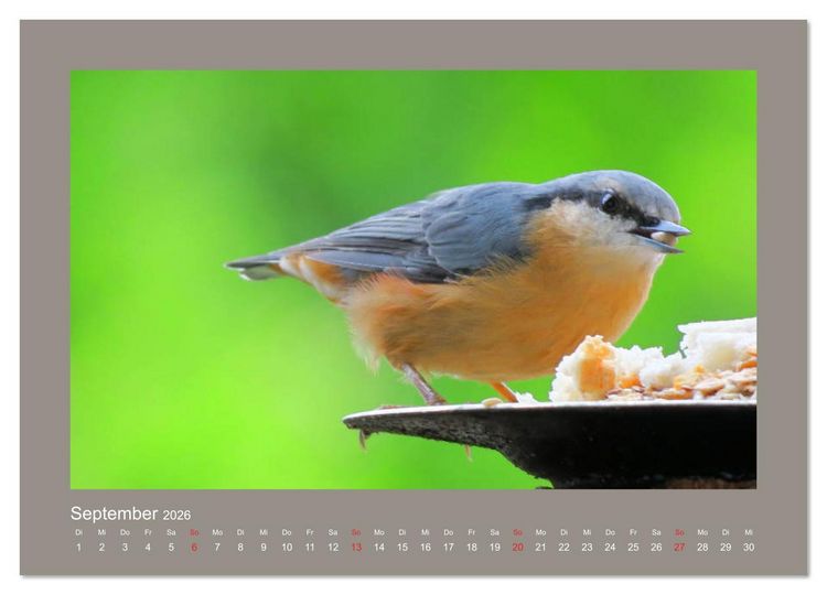 Produktbild: Vogelportr&auml;ts - Heimische V&ouml;gel auf meinem Balkon (hochwertiger Premium Wandkalender 2026 DIN A2 quer), Kunstdruck in Hochglanz