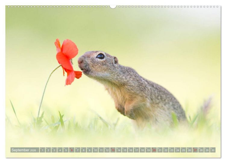 Produktbild: Liebenswerte Ziesel - vom Aussterben bedrohte Nagetiere (Wandkalender 2026 DIN A2 quer), CALVENDO Monatskalender
