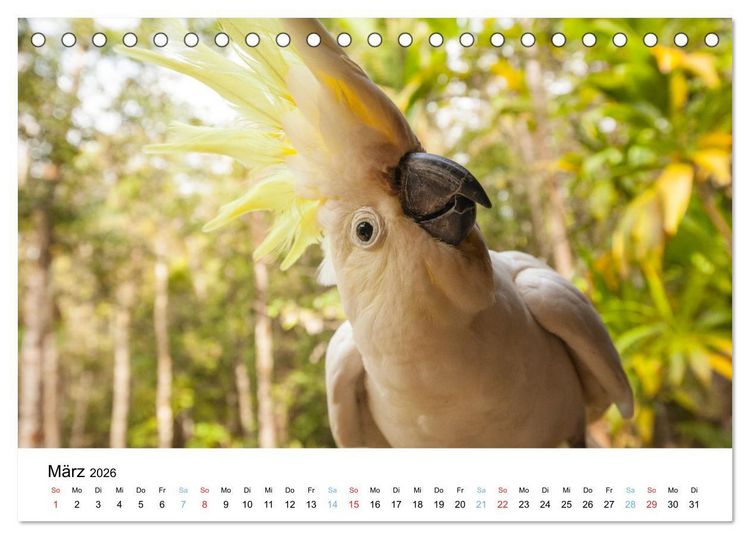 Produktbild: Australiens wunderbare Tiere (Tischkalender 2026 DIN A5 quer), CALVENDO Monatskalender