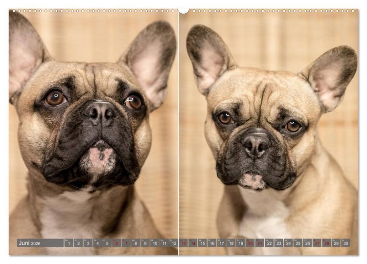 Produktbild: French Bully&acute;s - Gro&szlig;e Sch&auml;tze auf kleinen Pfoten (hochwertiger Premium Wandkalender 2026 DIN A2 quer), Kunstdruck in Hochglanz