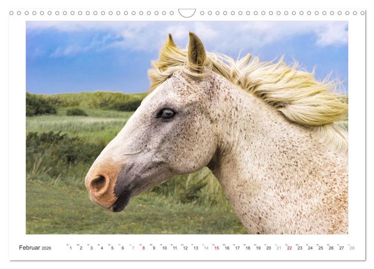 Produktbild: Der Pferdekalender (Wandkalender 2026 DIN A3 quer), CALVENDO Monatskalender
