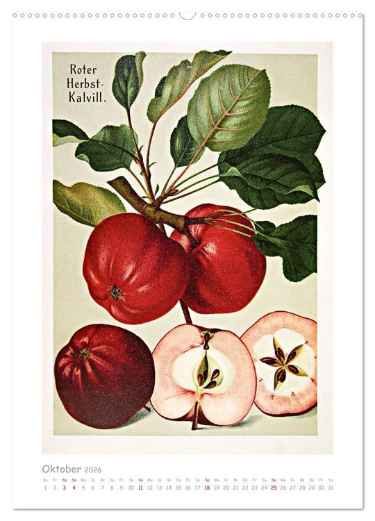 Produktbild: &Auml;pfel/Appels. Alte ostfriesische Sorten (hochwertiger Premium Wandkalender 2026 DIN A2 hoch), Kunstdruck in Hochglanz
