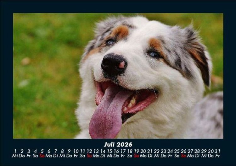 Produktbild: Hundezauber 2026 Fotokalender DIN A5