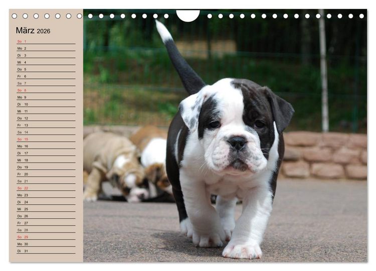 Produktbild: Bulldoggen-Kinder (Wandkalender 2026 DIN A4 quer), CALVENDO Monatskalender