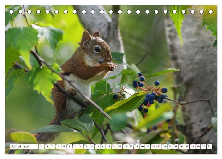 Produktbild: Eichh&ouml;rnchen - Kleine Tiere mit gro&szlig;em Charakter (Tischkalender 2027 DIN A5 quer), CALVENDO Monatskalender