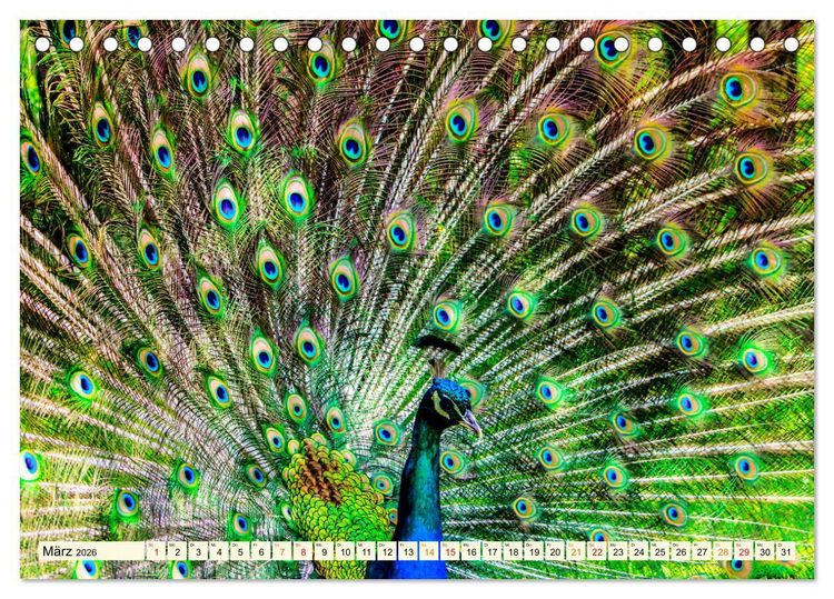 Produktbild: Sch&ouml;ner Pfau (Tischkalender 2026 DIN A5 quer), CALVENDO Monatskalender