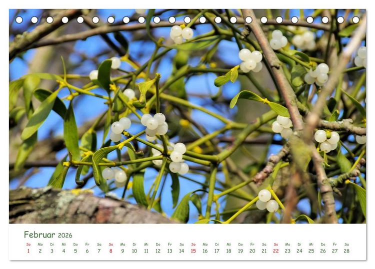 Produktbild: Arzneipflanzen (Tischkalender 2026 DIN A5 quer), CALVENDO Monatskalender