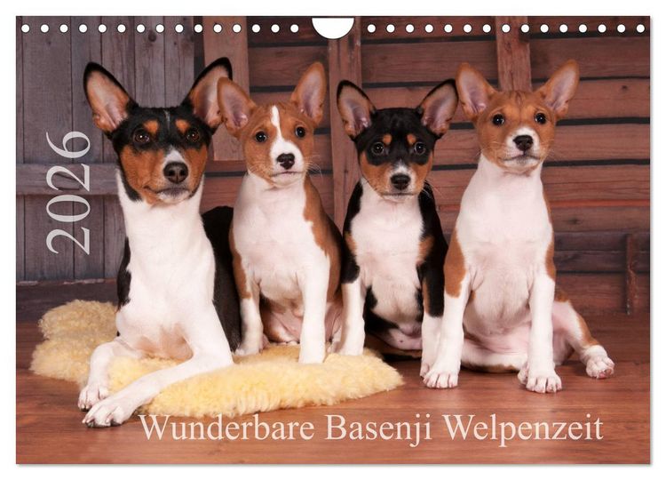 Produktbild: Wunderbare Basenji Welpenzeit (Wandkalender 2026 DIN A4 quer), CALVENDO Monatskalender